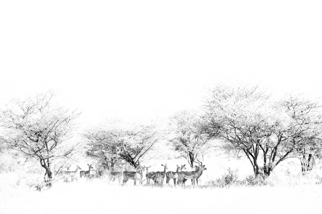 8 Secrets for Beginner Wildlife Photographers