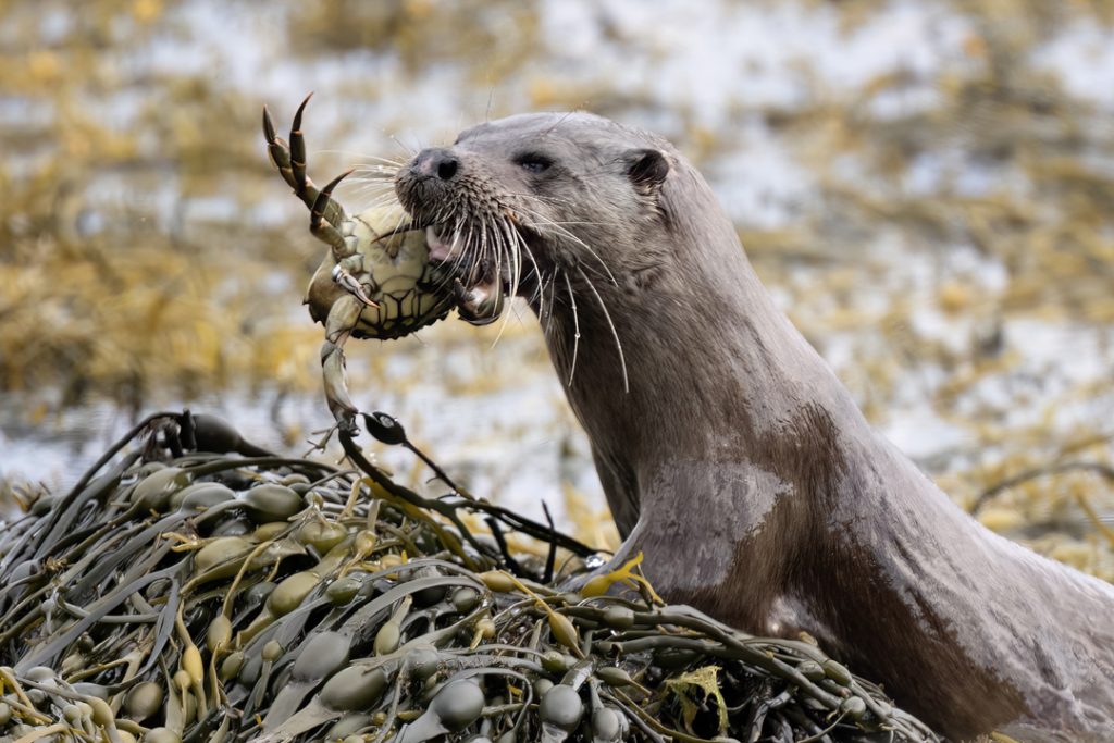 8 Secrets for Beginner Wildlife Photographers