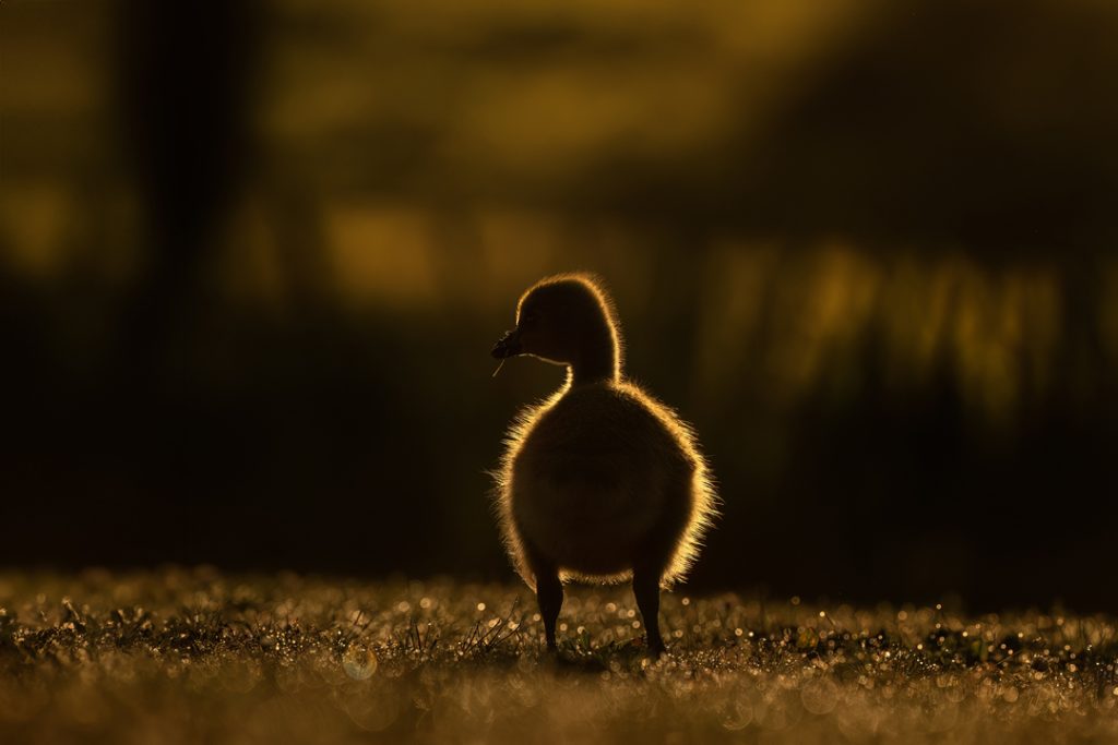8 Secrets for Beginner Wildlife Photographers