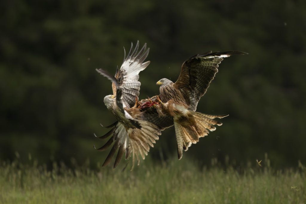 8 Secrets for Beginner Wildlife Photographers