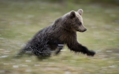 The Art of Panning in Wildlife Photography