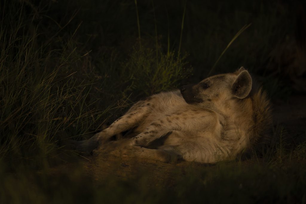 8 Secrets for Beginner Wildlife Photographers