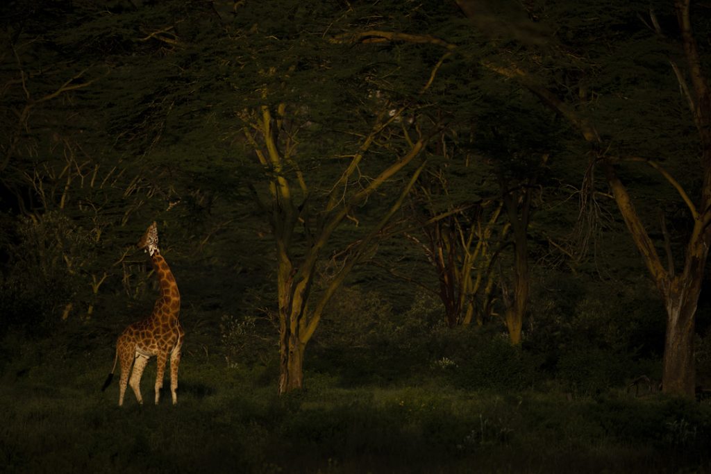 8 Secrets for Beginner Wildlife Photographers