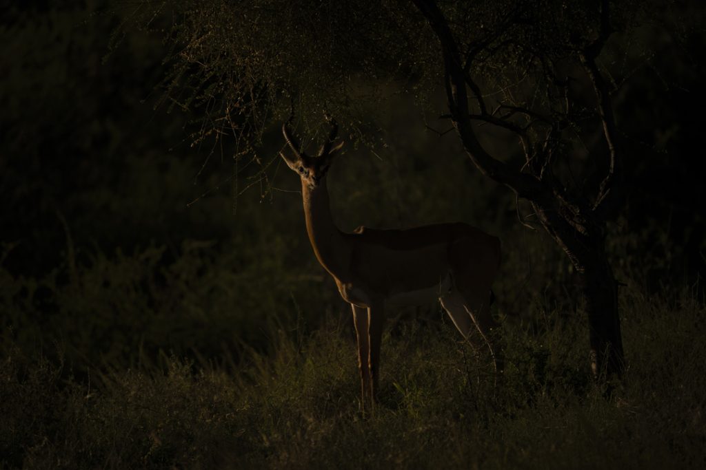8 Secrets for Beginner Wildlife Photographers