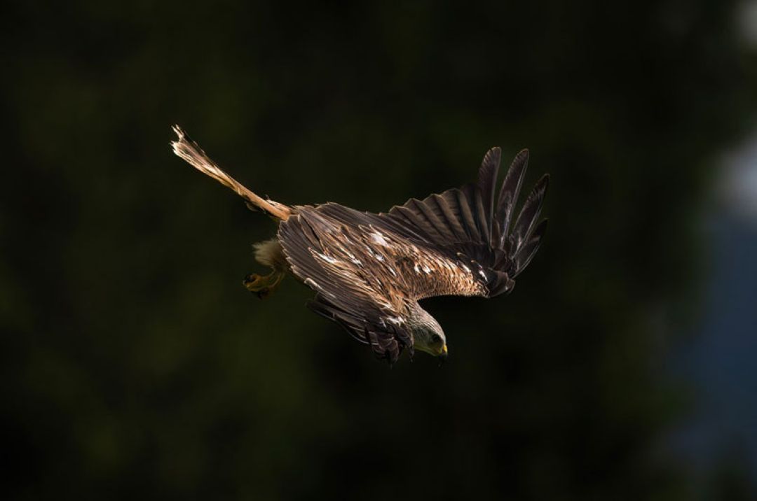 Argaty kites Photographic Workshop
