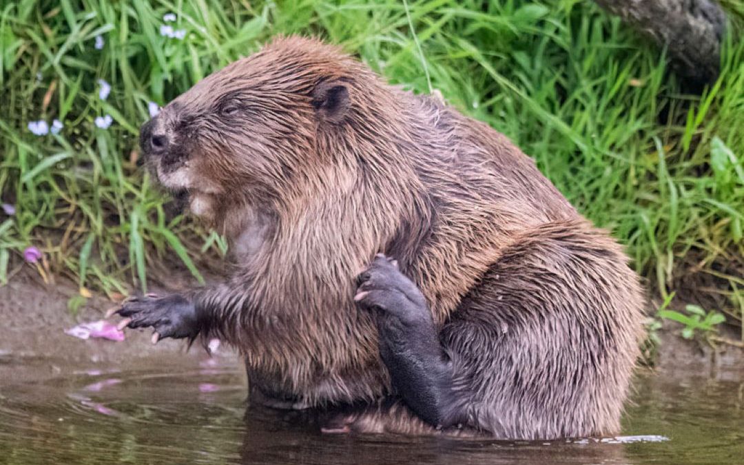 Beavers Blairgowrie 23-07-26