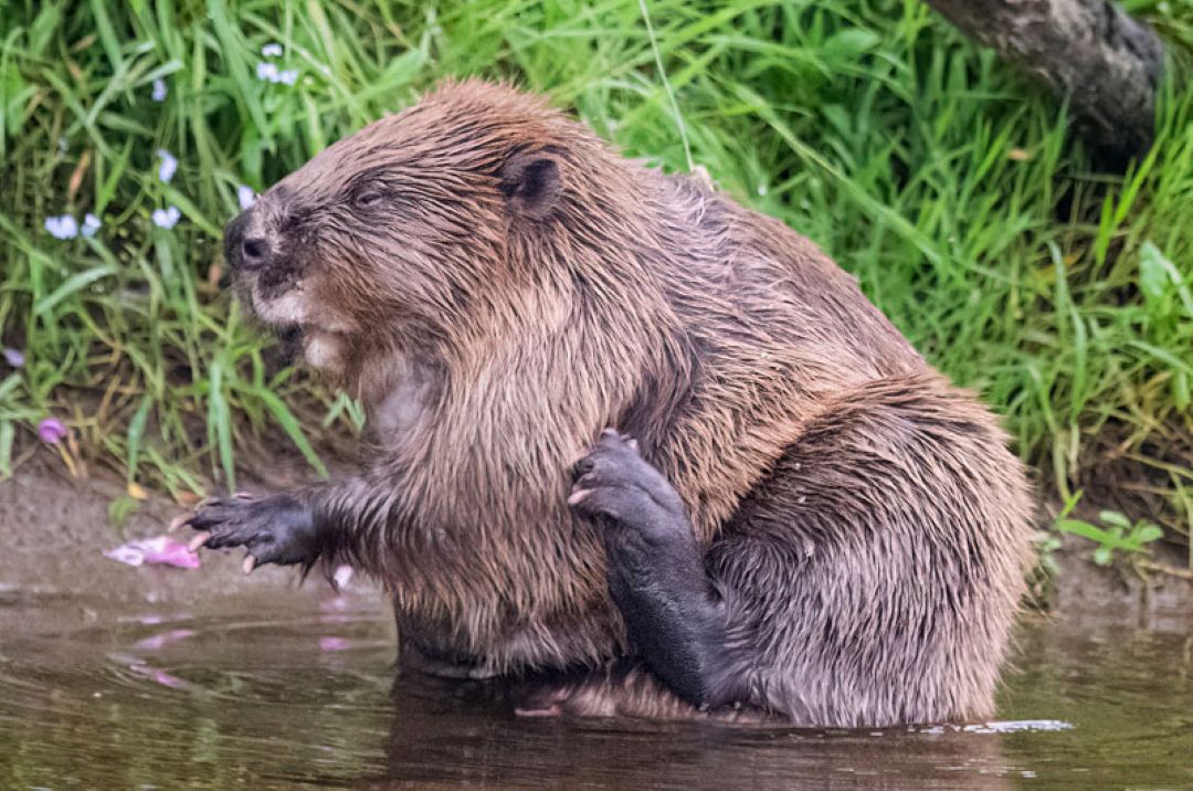 Beaver Photographic Workshop