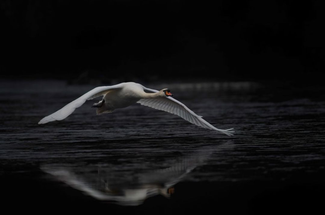 Birds in Flight Photographic Workshop