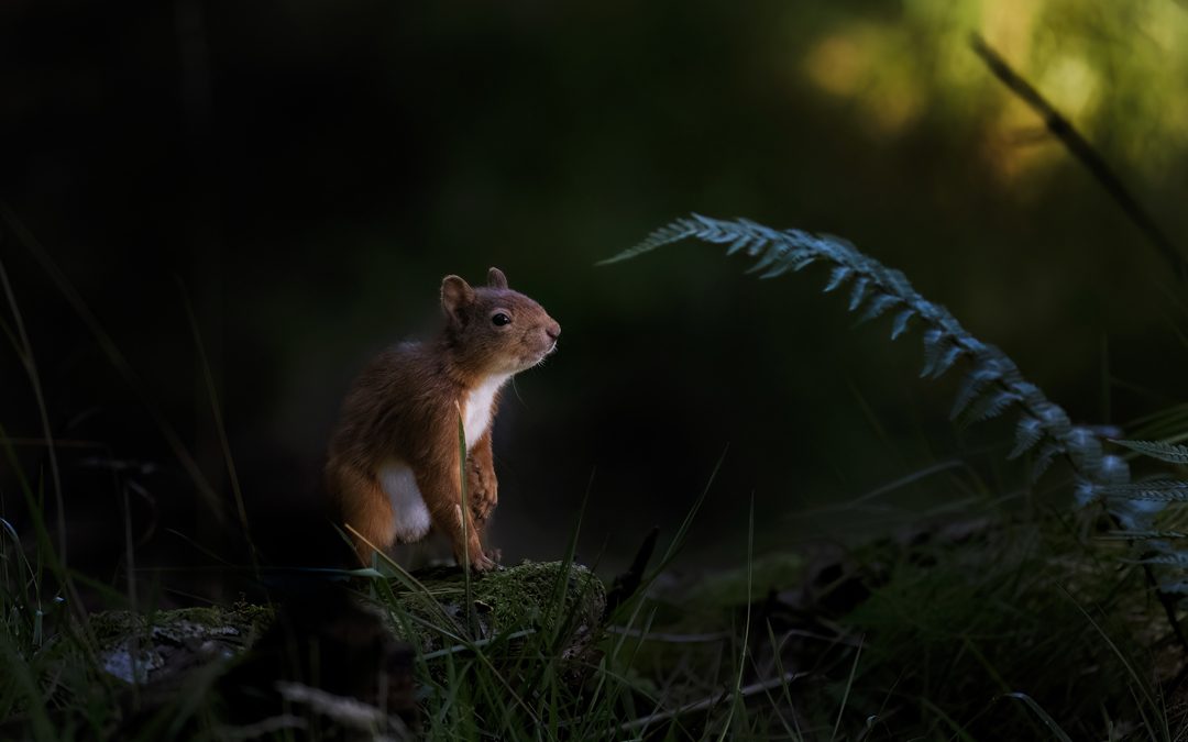 Beginners Red Squirrel Workshop 25-07-26