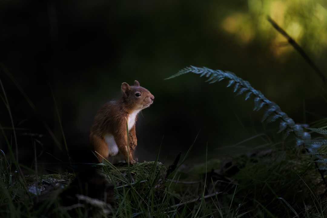 Red Squirrel Beginners Photographic Workshop