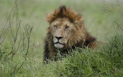 How to Build a Wildlife Photography Portfolio