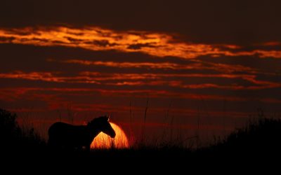 How to Photograph Wildlife Silhouettes