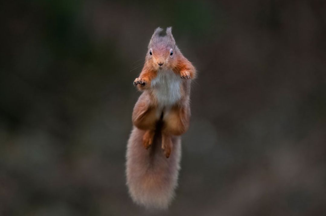 Dumfries and Galloway Wildlife Photographic Tours