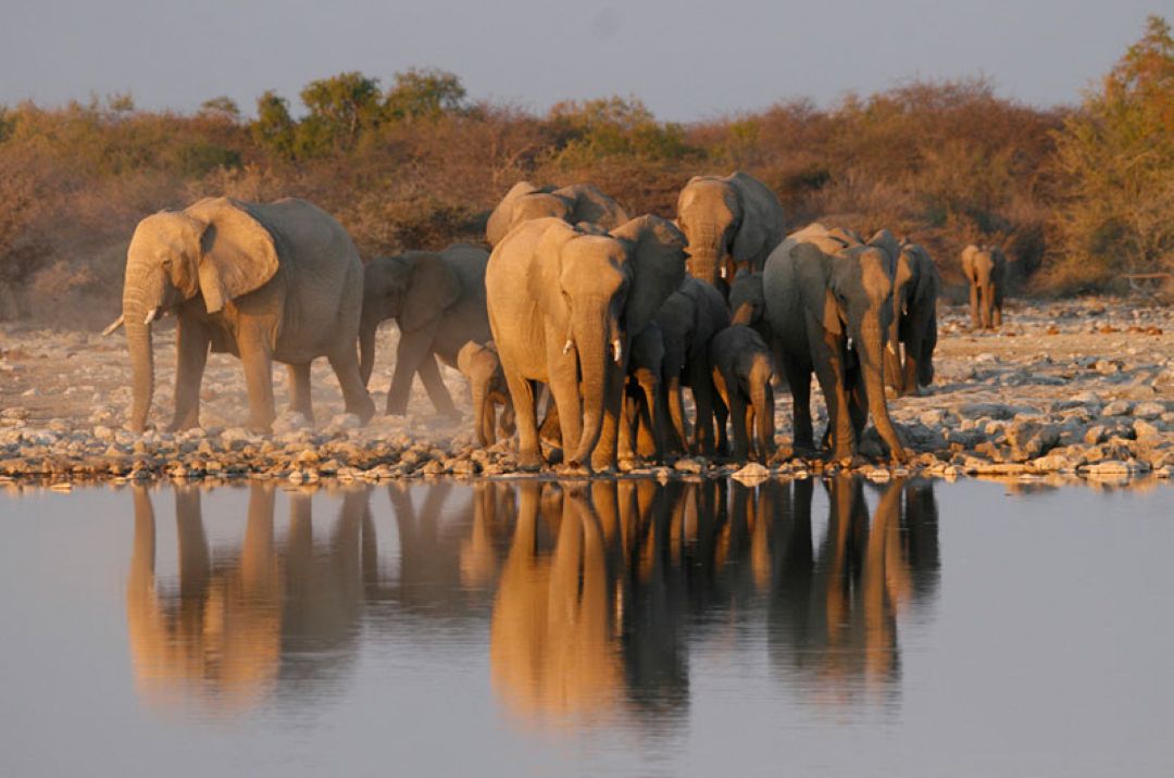 Etosha Namibia Wildlife Photographic Tours