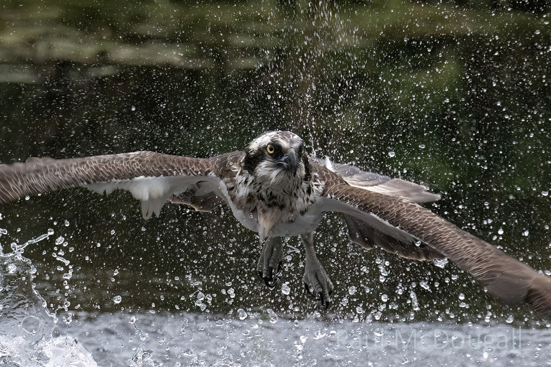 Osprey Photographic Workshop