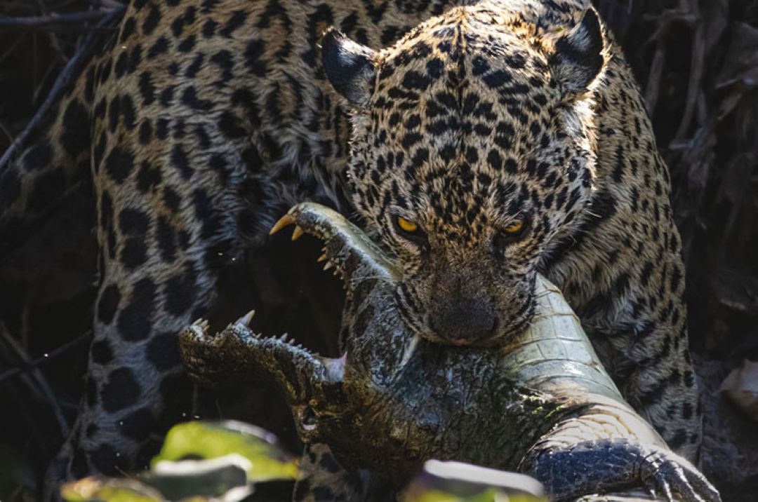 Pantanal Brazil Wildlife Photographic Tours