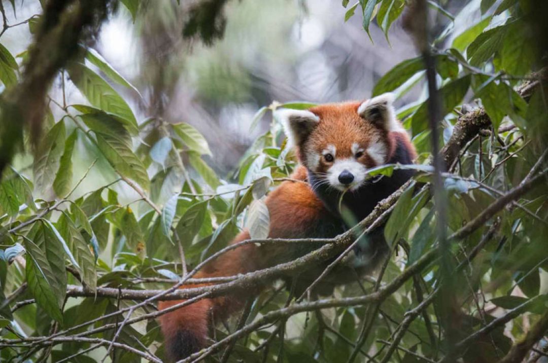 Red Panda Nepal Wildlife Photographic Tours