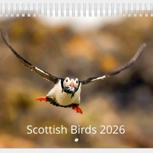 Scottish Birds Calendar 2026