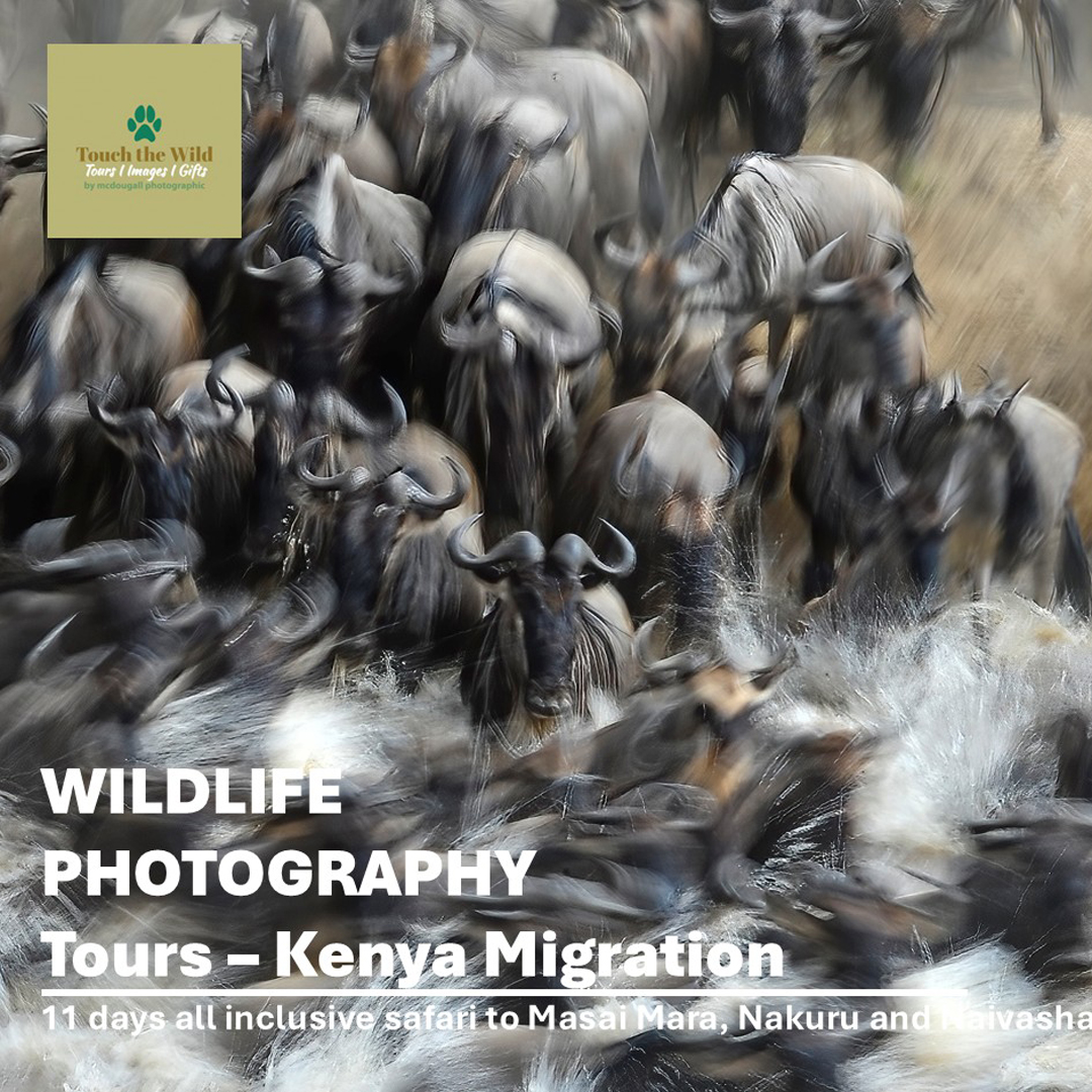 Kenya Great Migration Tour Paul McDougall Wildlife Photographer
