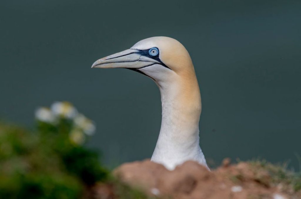 Gannets Photographic Workshop
