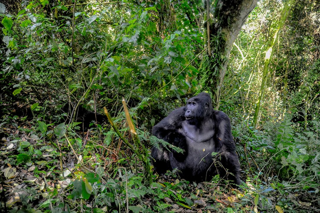 Uganda Wildlife Photographic Tours