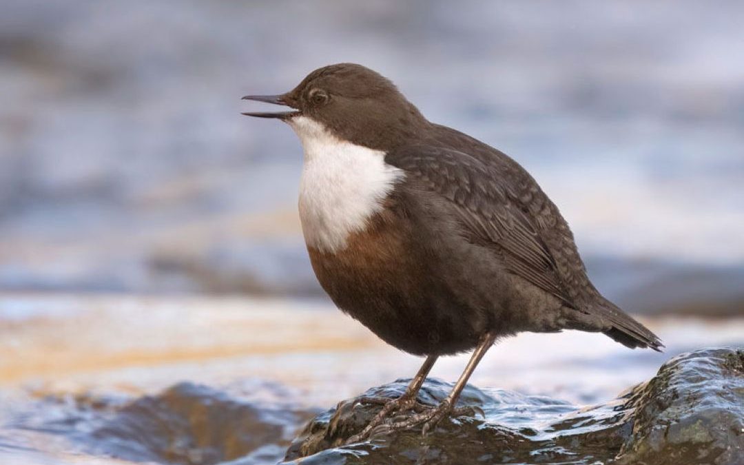 Dipper and Grey Wagtail Workshop 05-06-26