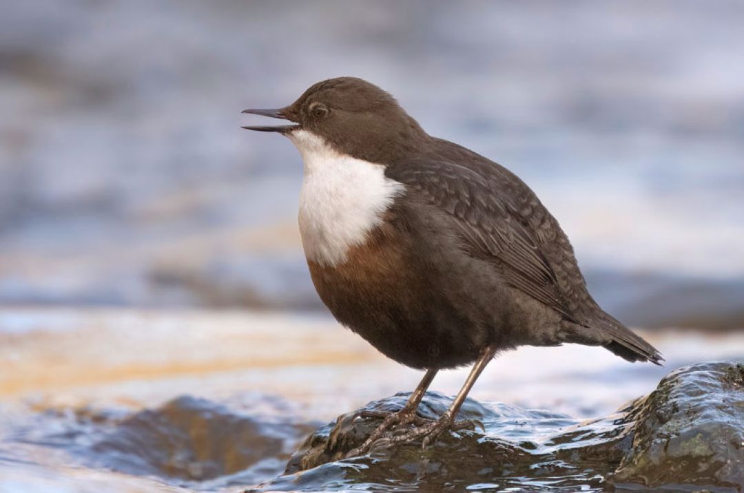 Dipper Wagtail Photographic Workshop