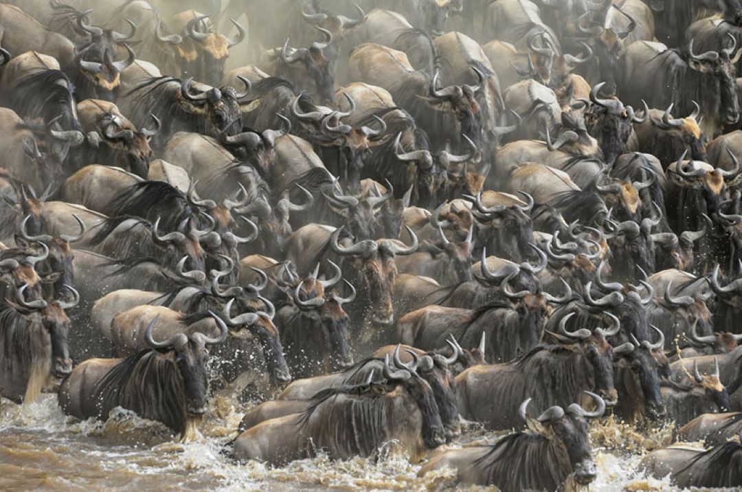 Great Migration Kenya Wildlife Photographic Tours