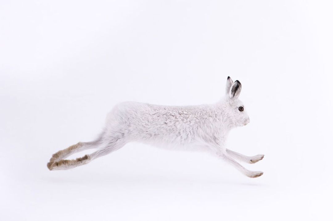 Mountain Hare Photographic Workshop