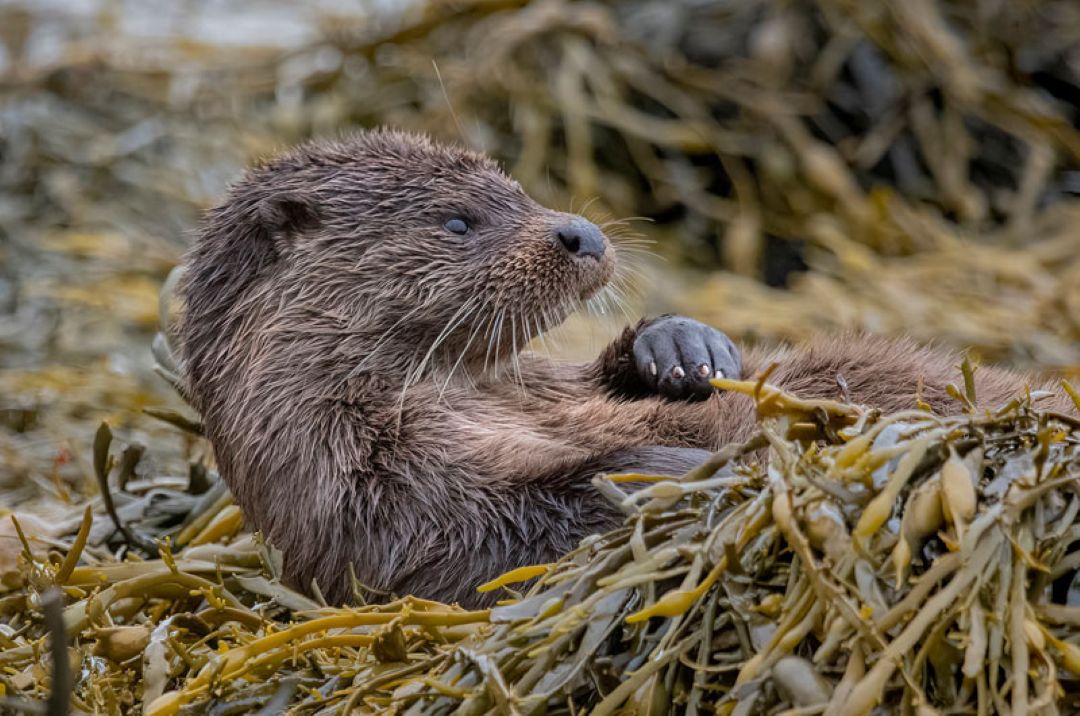 Mull Otters Photographic Workshop