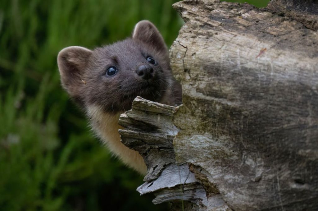 Pine Marten Photographic Workshop