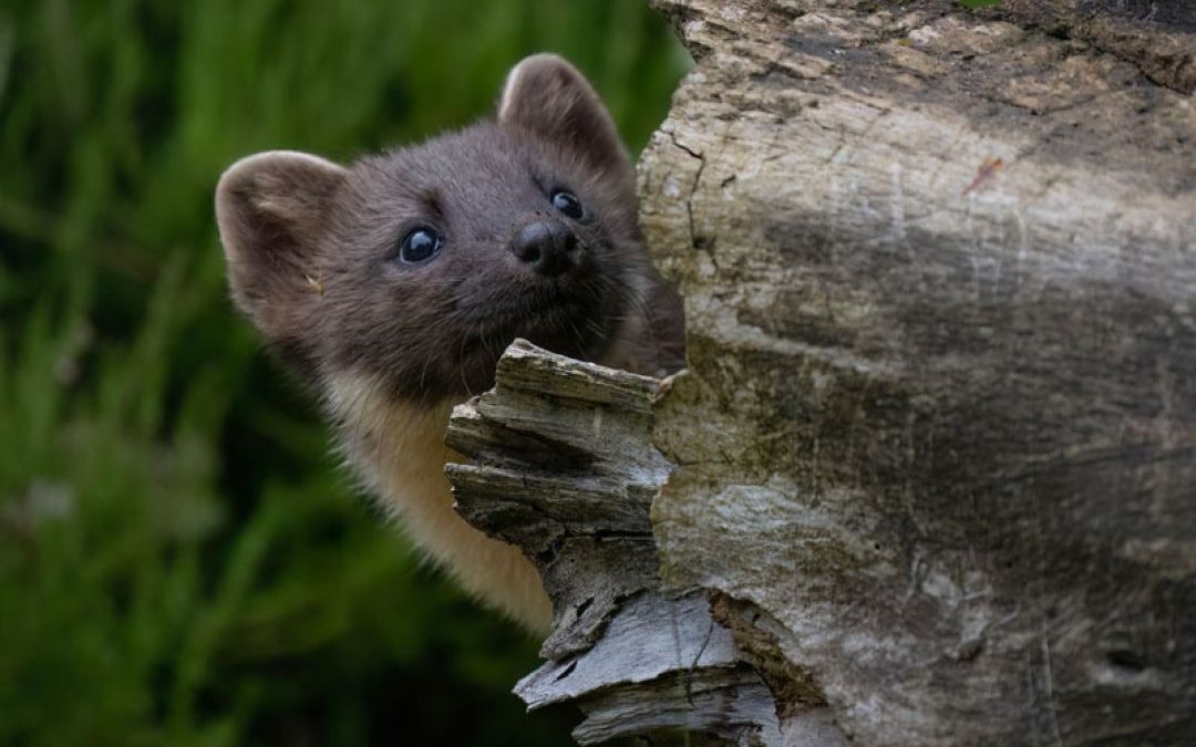 Pine Marten Workshop 07-07-26