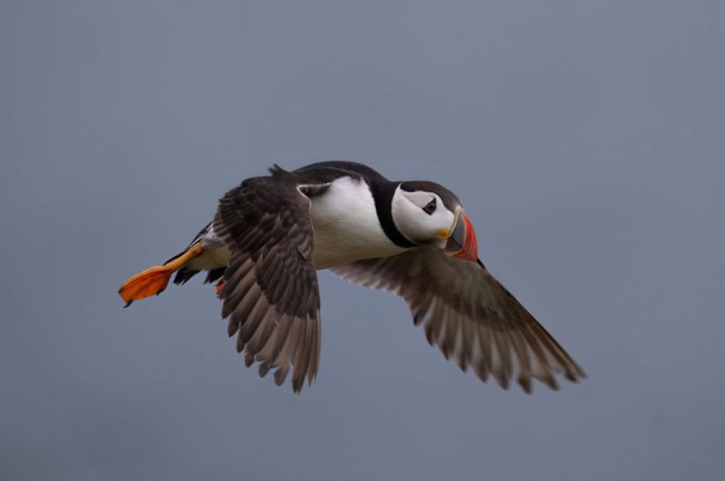 Puffin Photographic Workshop