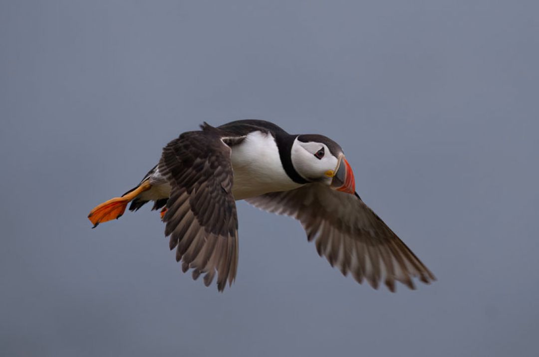 Puffin Photographic Workshop