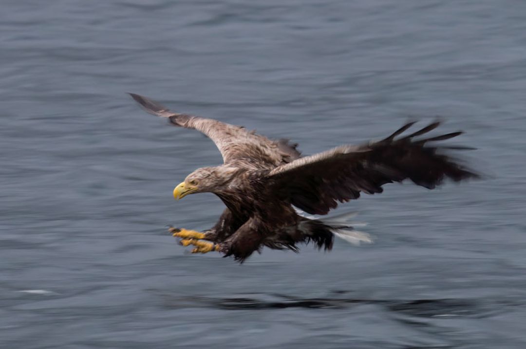 Raptor Special Photographic Workshop