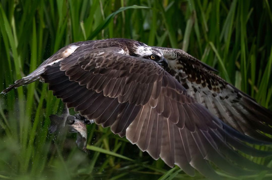 Red Kite Osprey Photographic Workshop