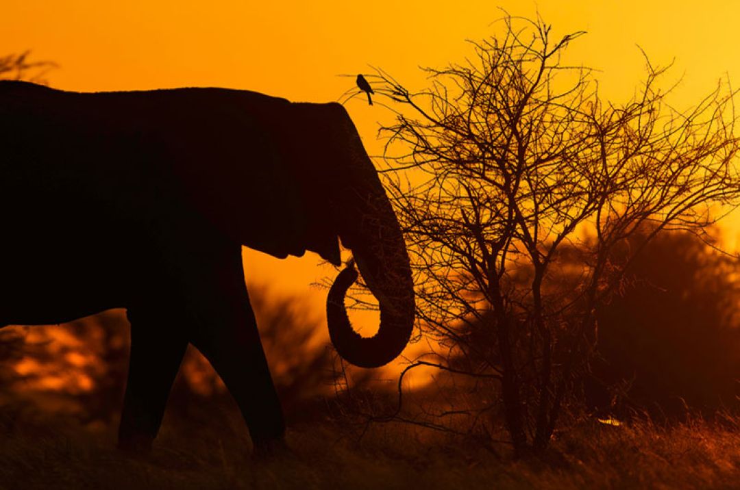 Samburu Wildlife Photographic Tours