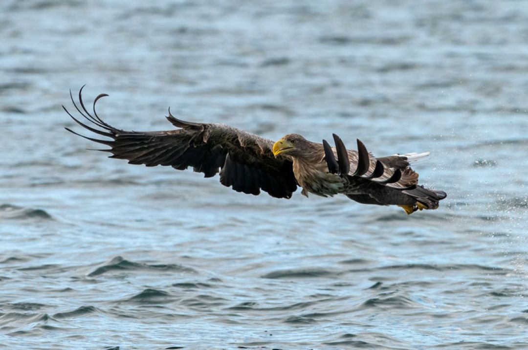 Raptors Photographic Workshop