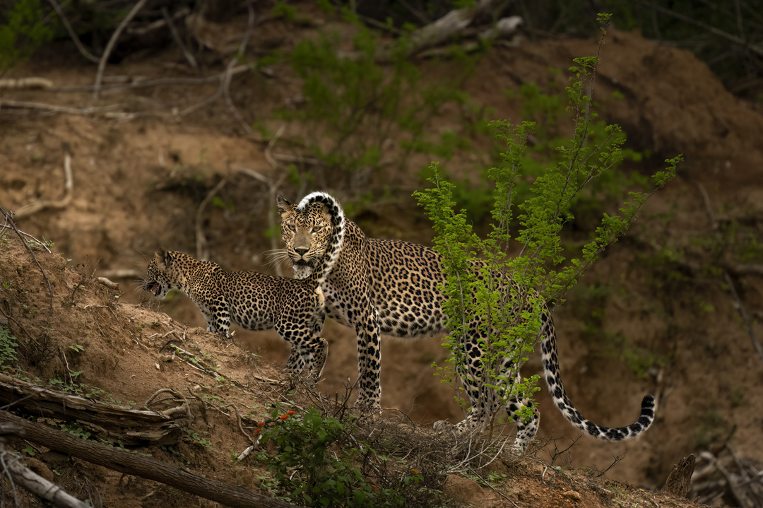 Sri Lanka Wildlife Photographic Tour