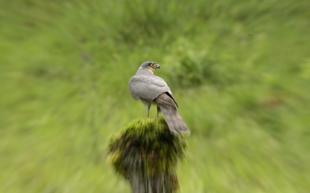 10 Wildlife Photography Challenges to Improve Your Skills