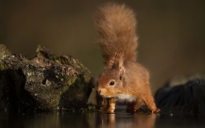 How to Photograph Red Squirrels in Scotland