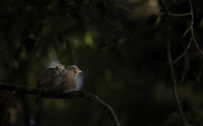 The Four Types of Wildlife Photography: From Proof to Creating Moments