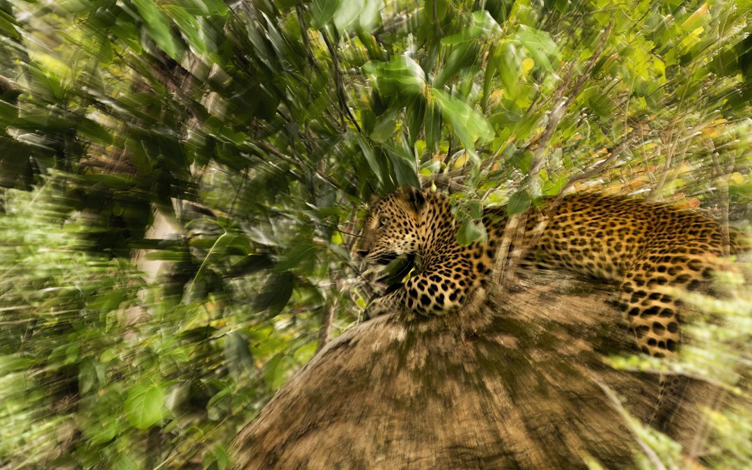 The Best Wildlife Moments from 2025