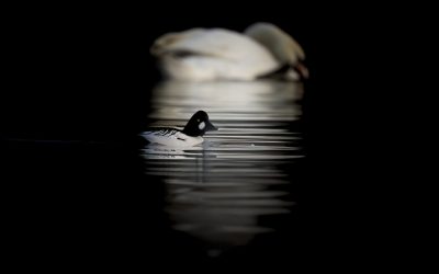 The Art of Waiting: Why Patience is Key in Wildlife Photography