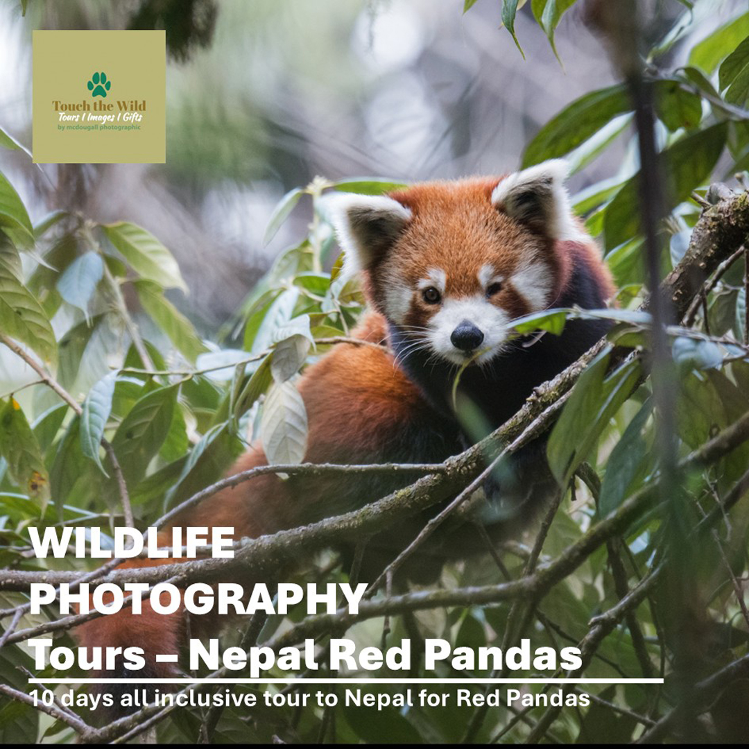 Slide84 Paul McDougall Wildlife Photographer