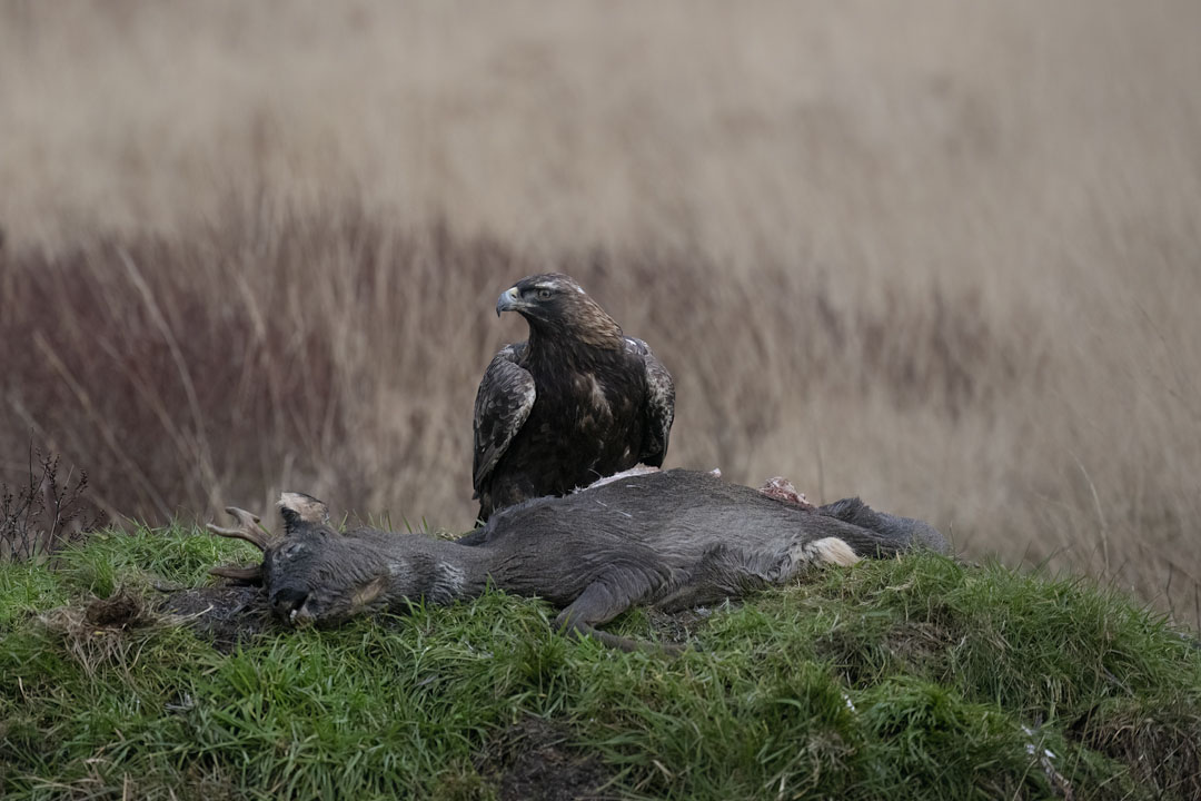 Golden Eagle Hide Workshop near Kirkcudbright