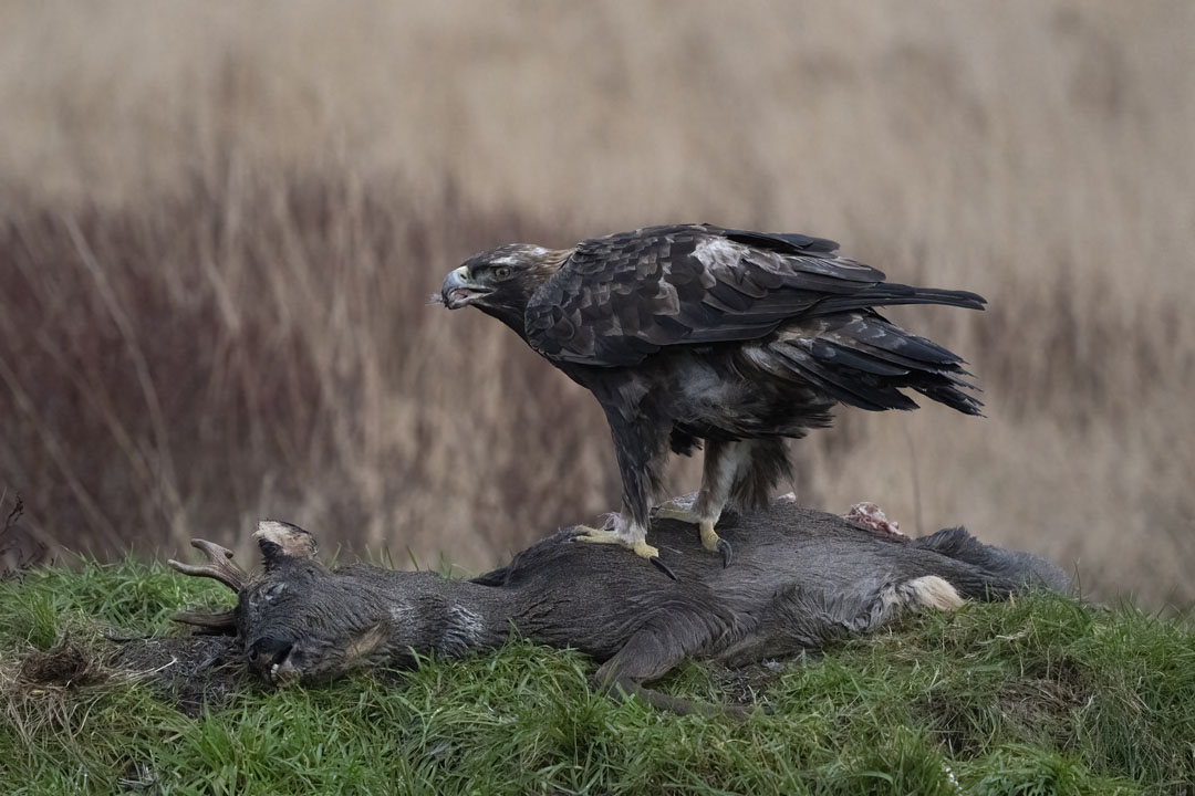 Golden Eagle Hide Workshop near Kirkcudbright