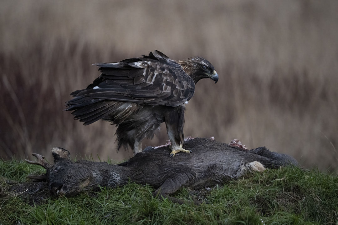 Golden Eagle Hide Workshop near Kirkcudbright