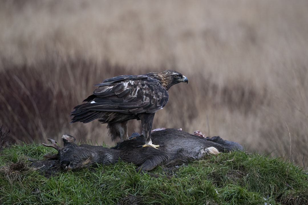 Golden Eagle Hide Workshop near Kirkcudbright