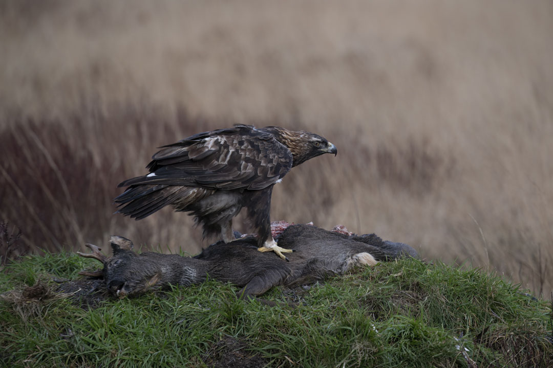 Golden Eagle Hide Workshop near Kirkcudbright